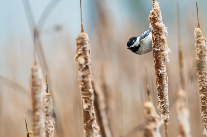 Chickidee, cattails, Illinois. 2020.